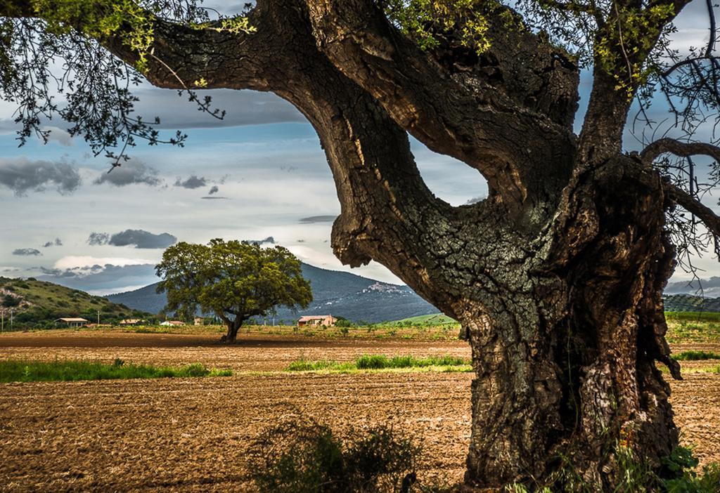 Agriturismo Monte Alzato كابالبيو المظهر الخارجي الصورة